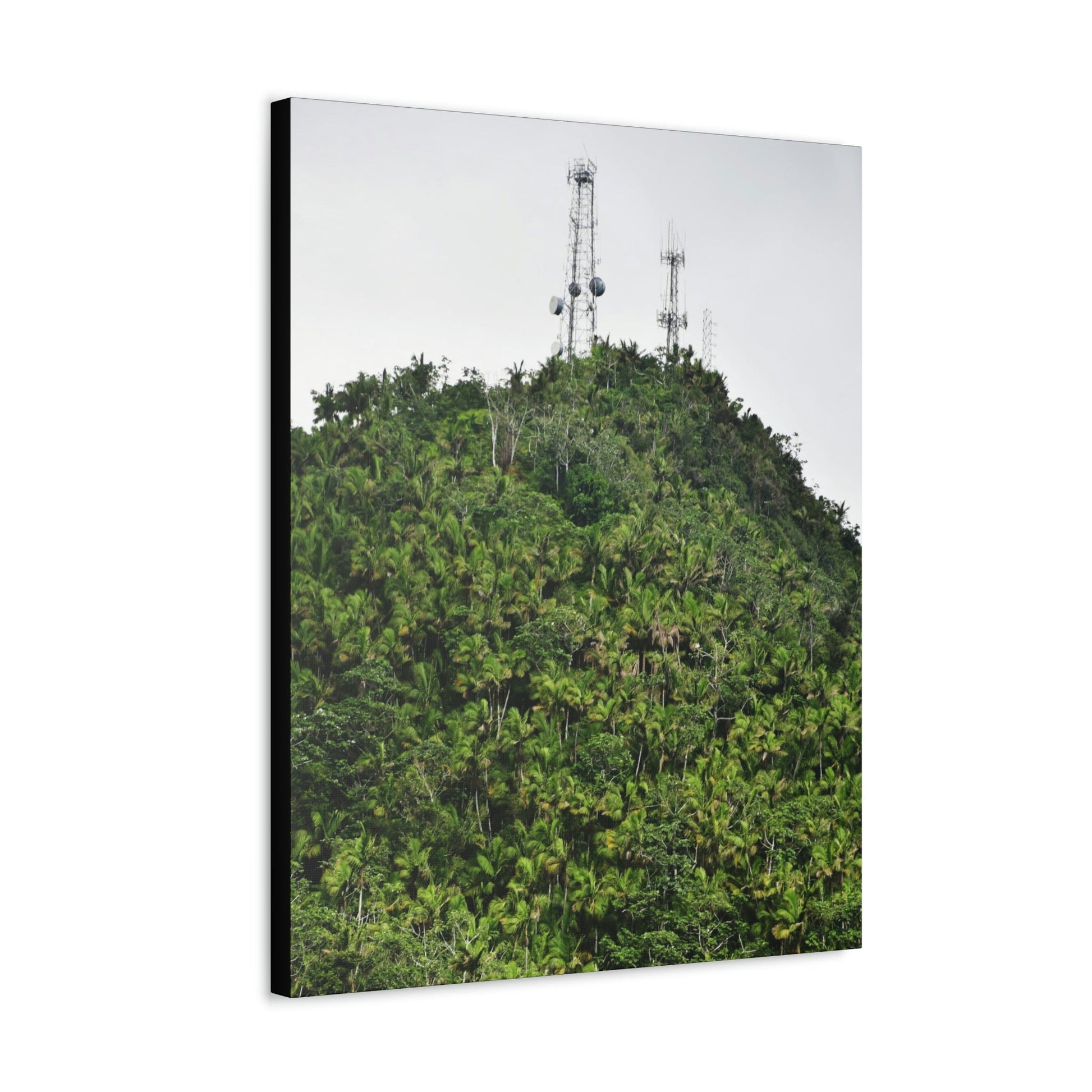 UK Print - Stretched Canvas - The ancient forest preserved in Toro Negro rainforest Puerto Rico - highest peak - Cerro Puntas at 4,300 feet altitude - Green Forest Home