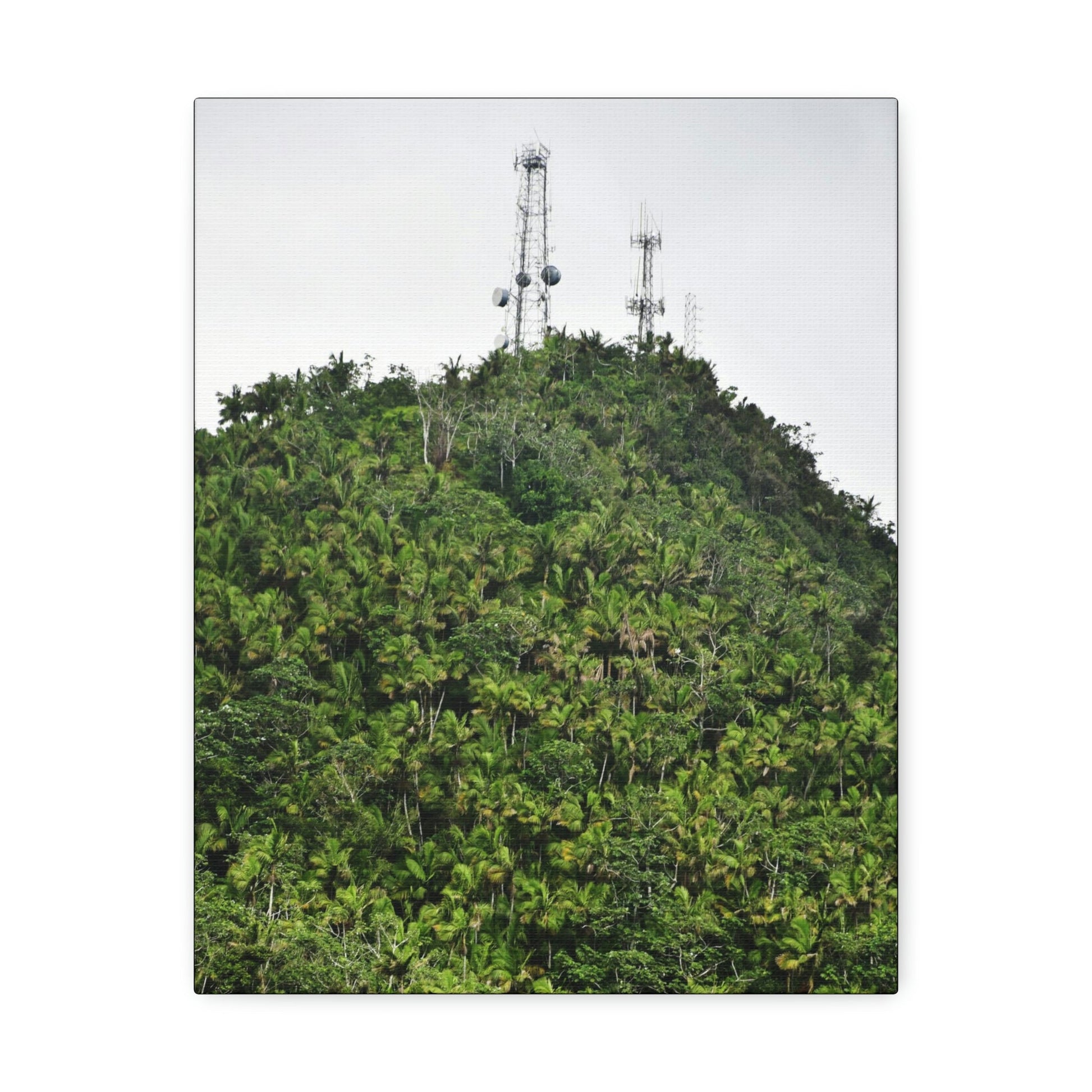 UK Print - Stretched Canvas - The ancient forest preserved in Toro Negro rainforest Puerto Rico - highest peak - Cerro Puntas at 4,300 feet altitude - Green Forest Home