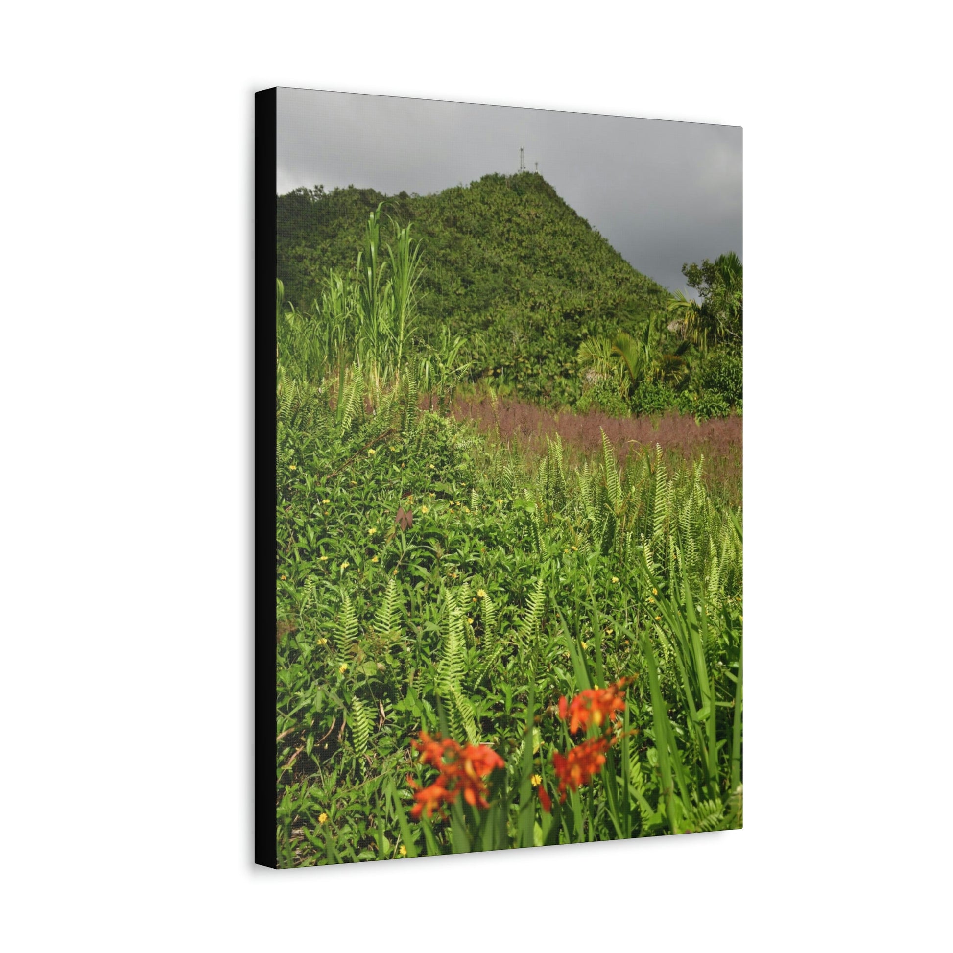 UK Print - Stretched Canvas - The ancient forest preserved in Toro Negro rainforest Puerto Rico - highest peak - Cerro Puntas at 4,300 feet altitude - Green Forest Home