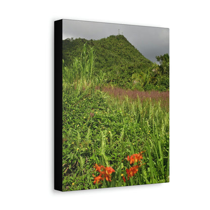 UK Print - Stretched Canvas - The ancient forest preserved in Toro Negro rainforest Puerto Rico - highest peak - Cerro Puntas at 4,300 feet altitude - Green Forest Home