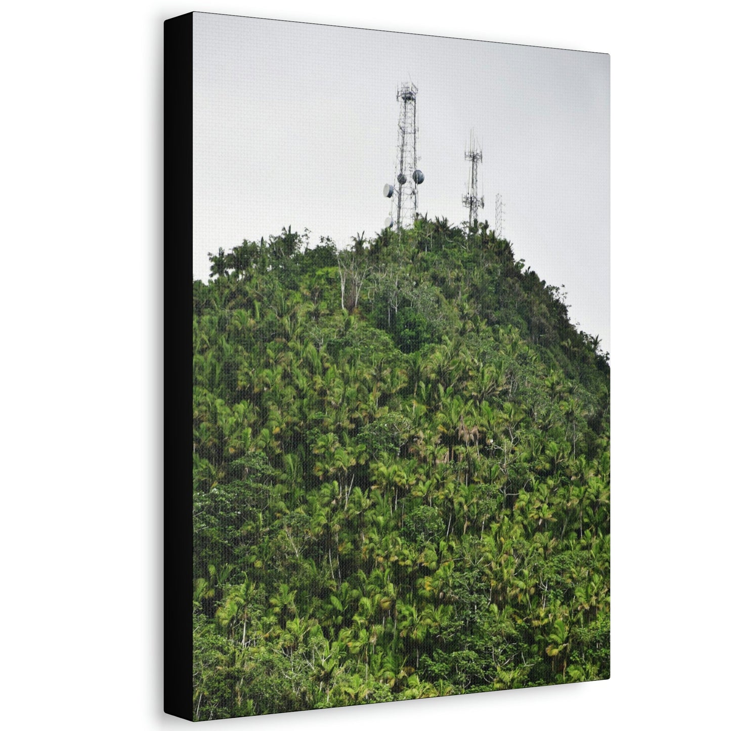 UK Print - Stretched Canvas - The ancient forest preserved in Toro Negro rainforest Puerto Rico - highest peak - Cerro Puntas at 4,300 feet altitude - Green Forest Home