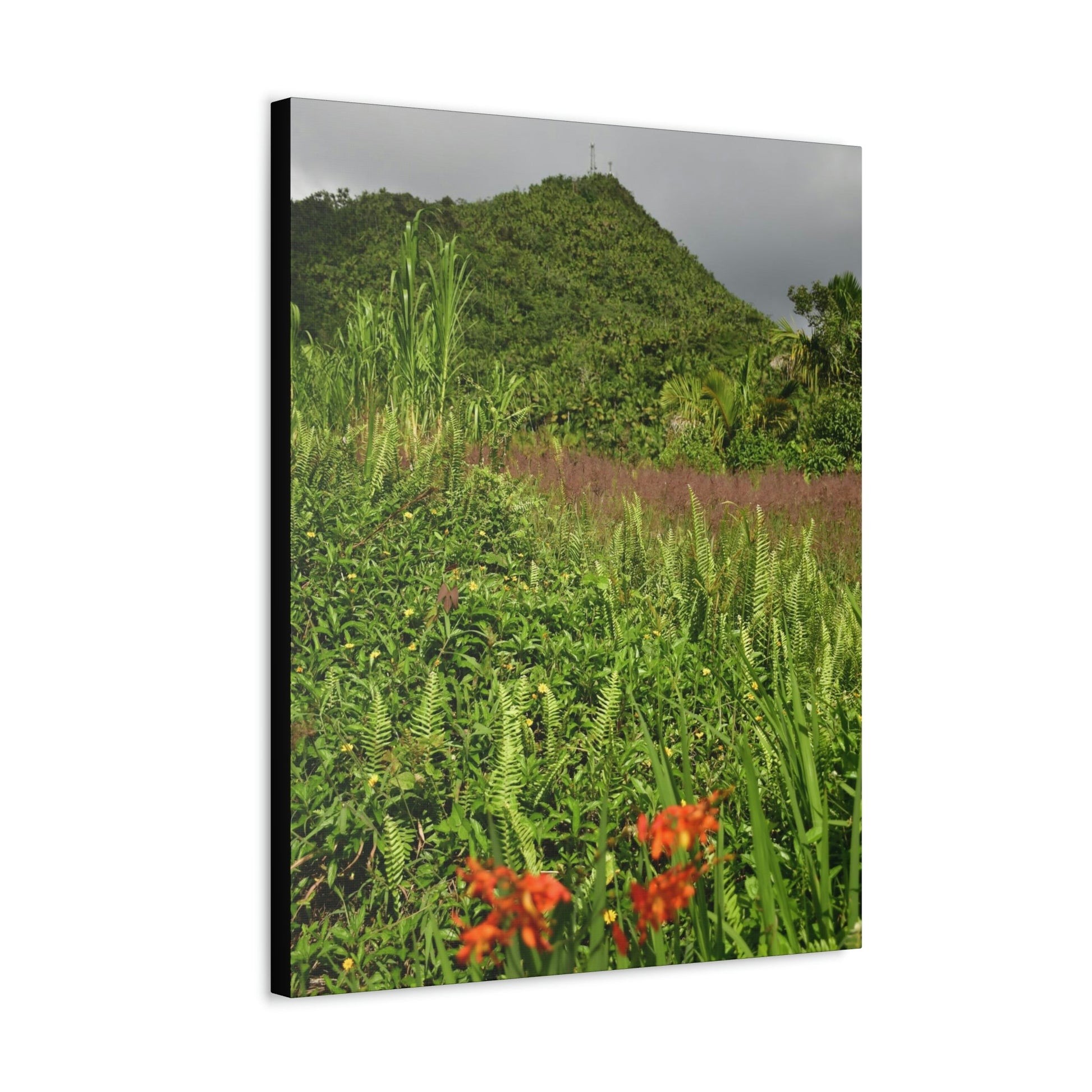 UK Print - Stretched Canvas - The ancient forest preserved in Toro Negro rainforest Puerto Rico - highest peak - Cerro Puntas at 4,300 feet altitude - Green Forest Home