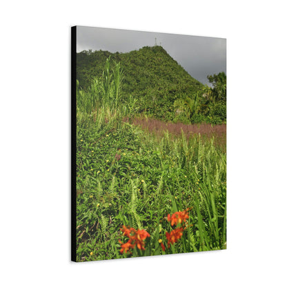 UK Print - Stretched Canvas - The ancient forest preserved in Toro Negro rainforest Puerto Rico - highest peak - Cerro Puntas at 4,300 feet altitude - Green Forest Home