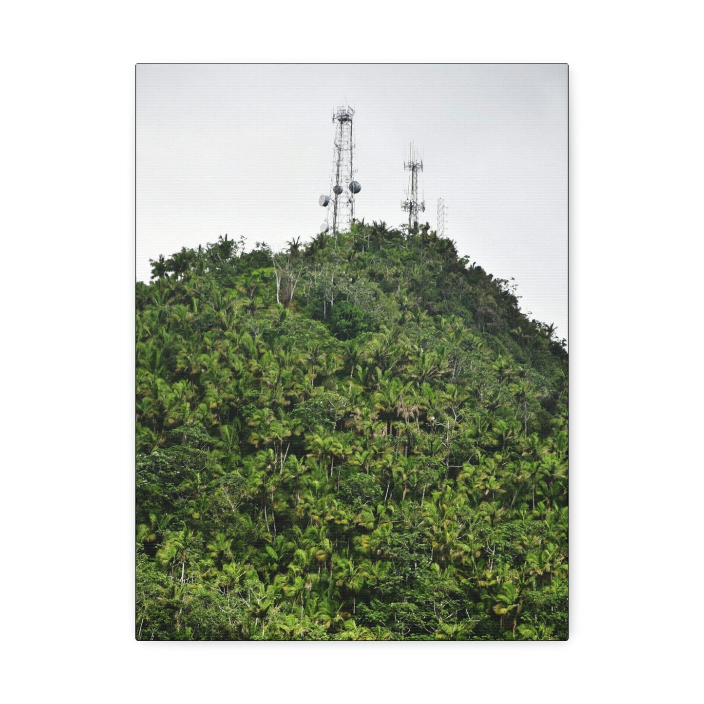 UK Print - Stretched Canvas - The ancient forest preserved in Toro Negro rainforest Puerto Rico - highest peak - Cerro Puntas at 4,300 feet altitude - Green Forest Home