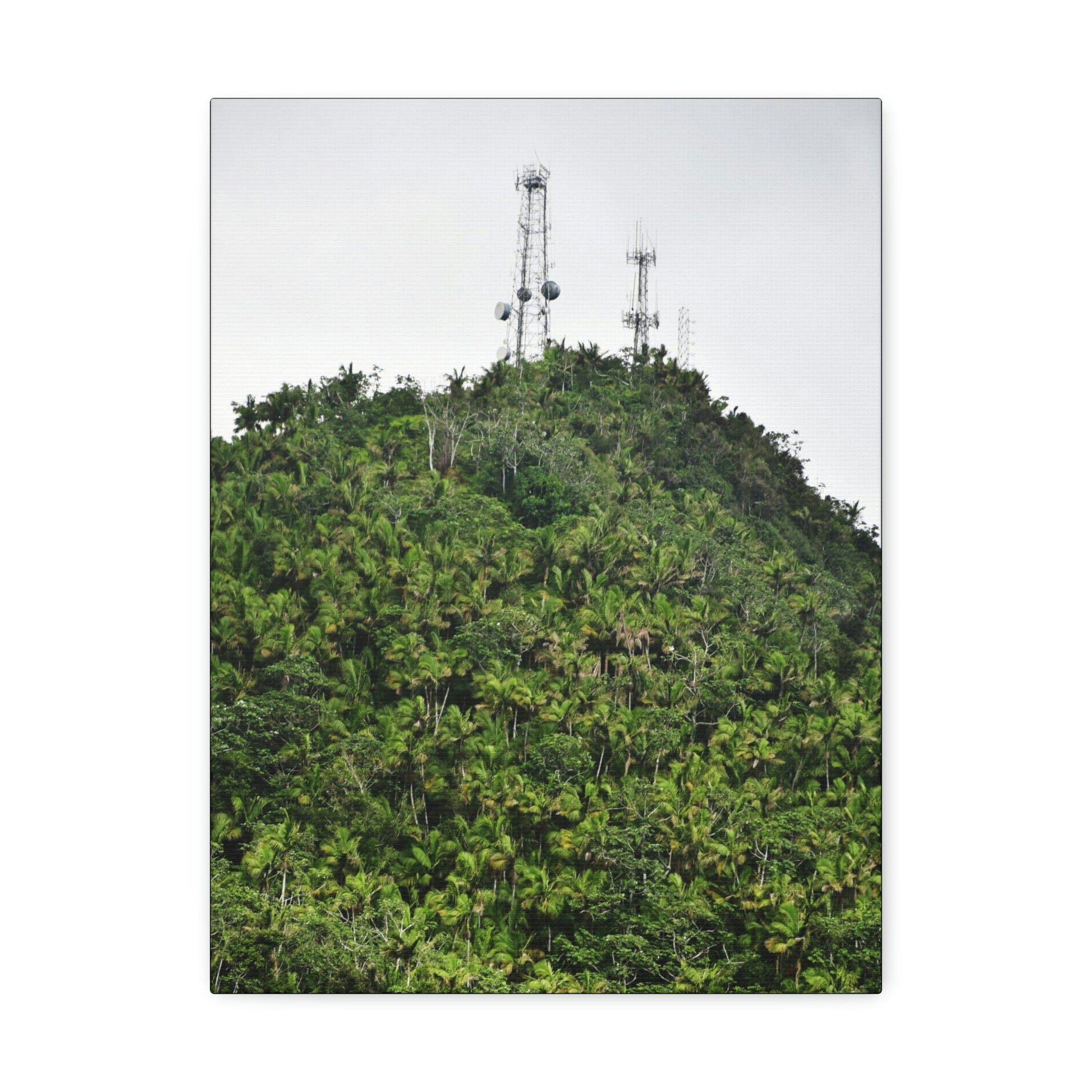 UK Print - Stretched Canvas - The ancient forest preserved in Toro Negro rainforest Puerto Rico - highest peak - Cerro Puntas at 4,300 feet altitude - Green Forest Home