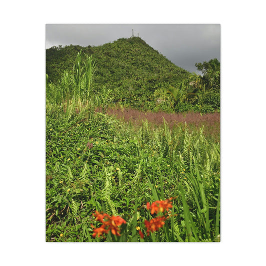 UK Print - Stretched Canvas - The ancient forest preserved in Toro Negro rainforest Puerto Rico - highest peak - Cerro Puntas at 4,300 feet altitude - Green Forest Home