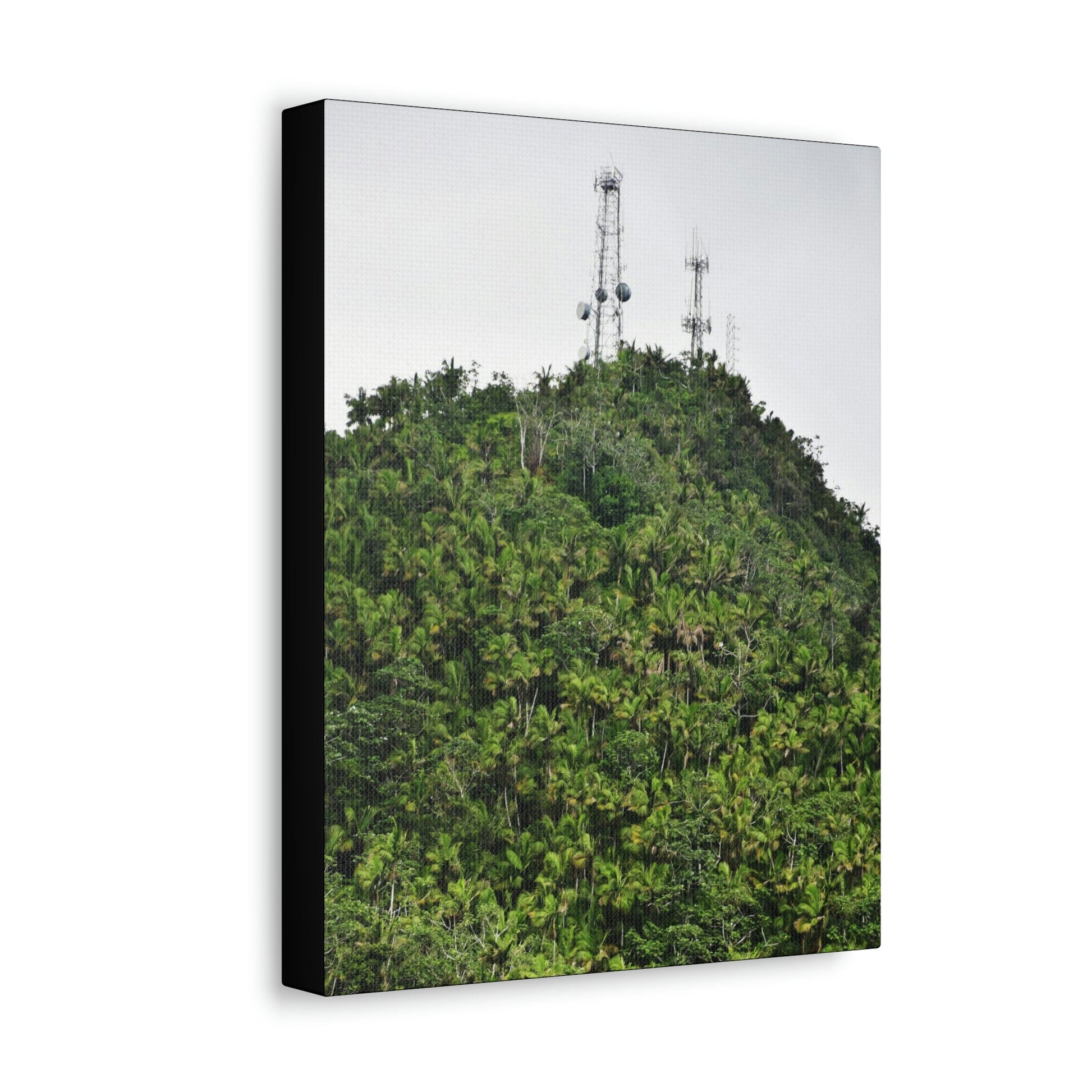 UK Print - Stretched Canvas - The ancient forest preserved in Toro Negro rainforest Puerto Rico - highest peak - Cerro Puntas at 4,300 feet altitude - Green Forest Home