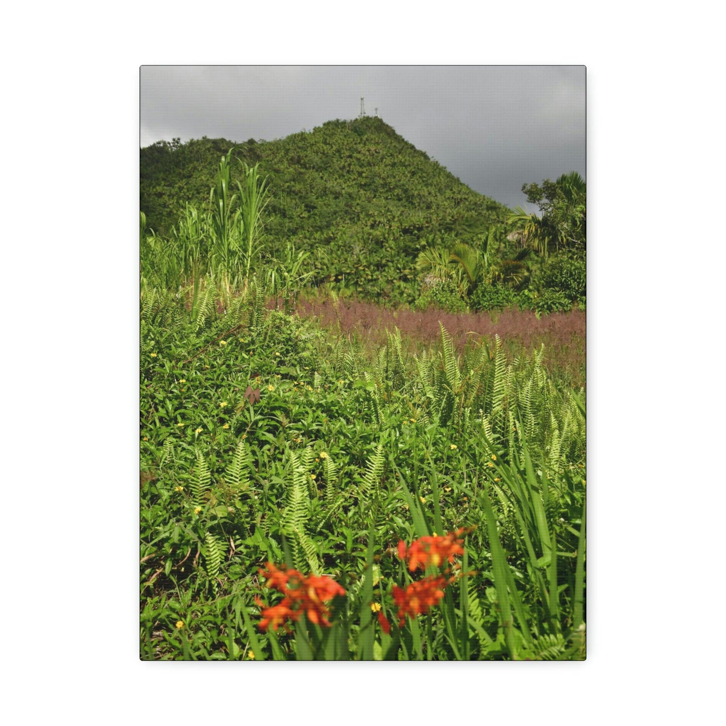 UK Print - Stretched Canvas - The ancient forest preserved in Toro Negro rainforest Puerto Rico - highest peak - Cerro Puntas at 4,300 feet altitude - Green Forest Home