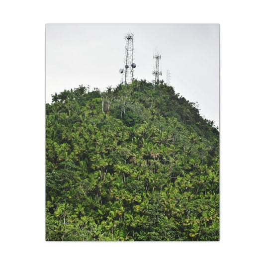 UK Print - Stretched Canvas - The ancient forest preserved in Toro Negro rainforest Puerto Rico - highest peak - Cerro Puntas at 4,300 feet altitude - Green Forest Home