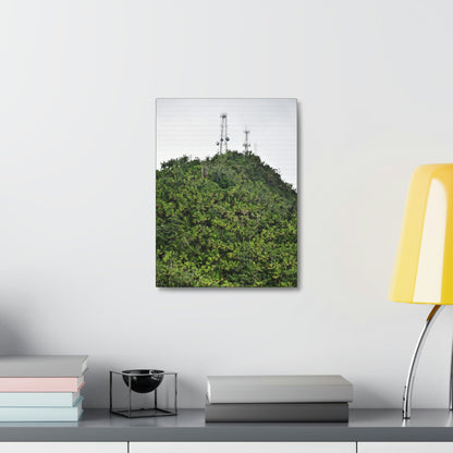 UK Print - Stretched Canvas - The ancient forest preserved in Toro Negro rainforest Puerto Rico - highest peak - Cerro Puntas at 4,300 feet altitude - Green Forest Home