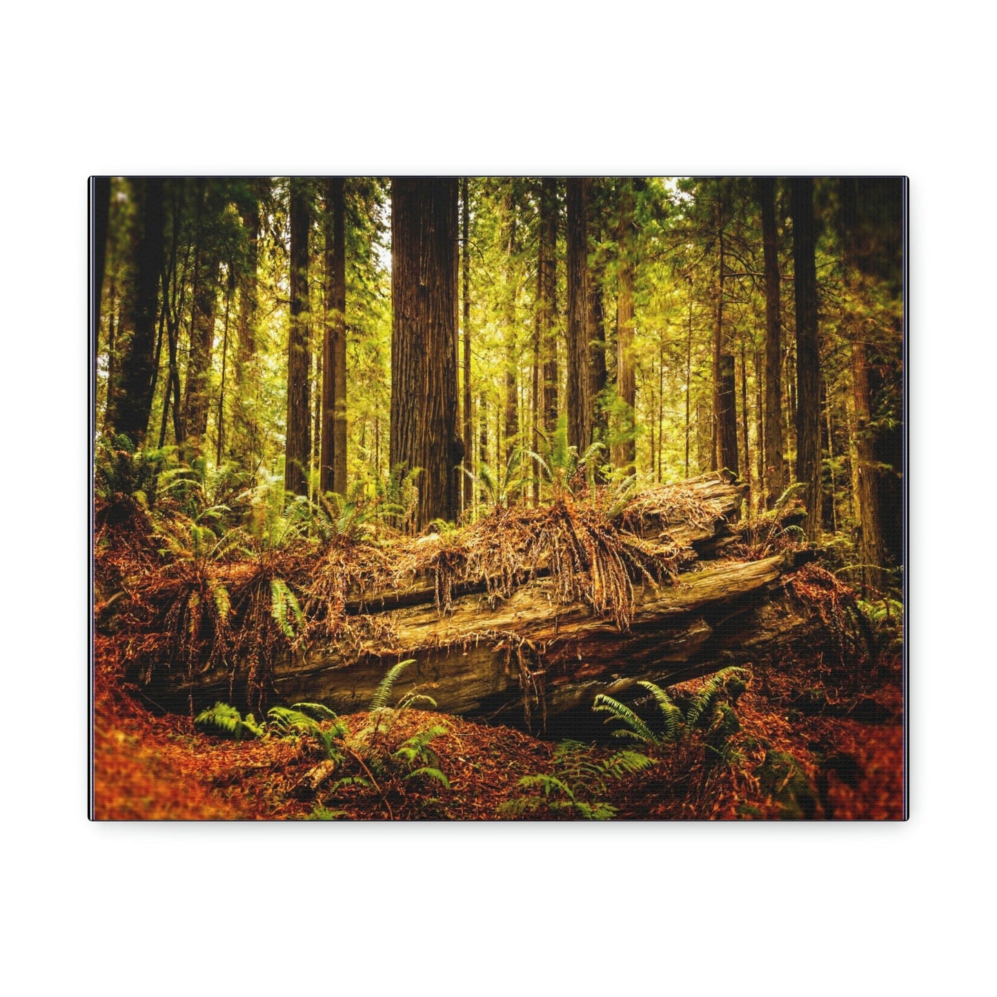 US NATIONAL PARKS - SMALL Canvas Gallery Wraps - Giant sequoia trees in the Redwood Forest National and State Park, California - the world's oldest trees! - Green Forest Home