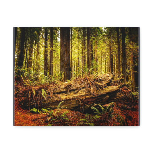 US NATIONAL PARKS - SMALL Canvas Gallery Wraps - Giant sequoia trees in the Redwood Forest National and State Park, California - the world's oldest trees! - Green Forest Home