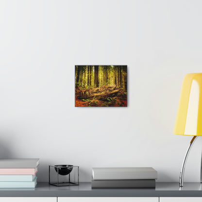 US NATIONAL PARKS - SMALL Canvas Gallery Wraps - Giant sequoia trees in the Redwood Forest National and State Park, California - the world's oldest trees! - Green Forest Home