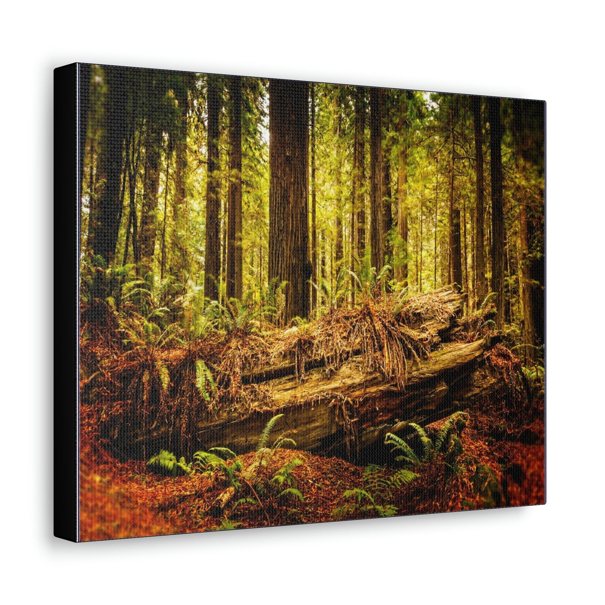 US NATIONAL PARKS - SMALL Canvas Gallery Wraps - Giant sequoia trees in the Redwood Forest National and State Park, California - the world's oldest trees! - Green Forest Home