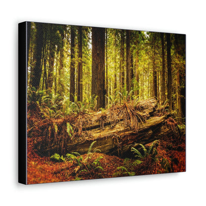 US NATIONAL PARKS - SMALL Canvas Gallery Wraps - Giant sequoia trees in the Redwood Forest National and State Park, California - the world's oldest trees! - Green Forest Home