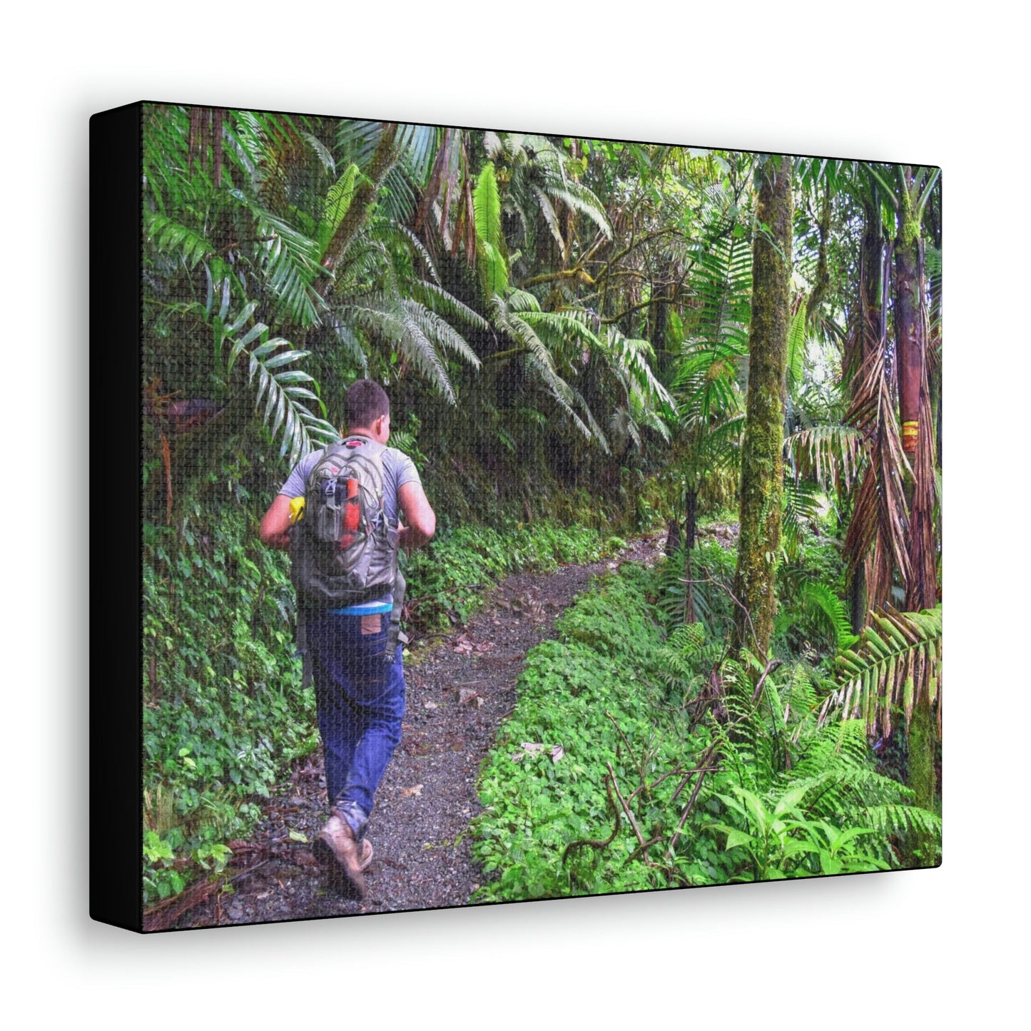 US NATIONAL PARKS - SMALL Canvas Gallery Wraps - Made in USA - Deep forest explorations - Jose up El Yunque trail - a rainforest in Puerto Rico - Green Forest Home