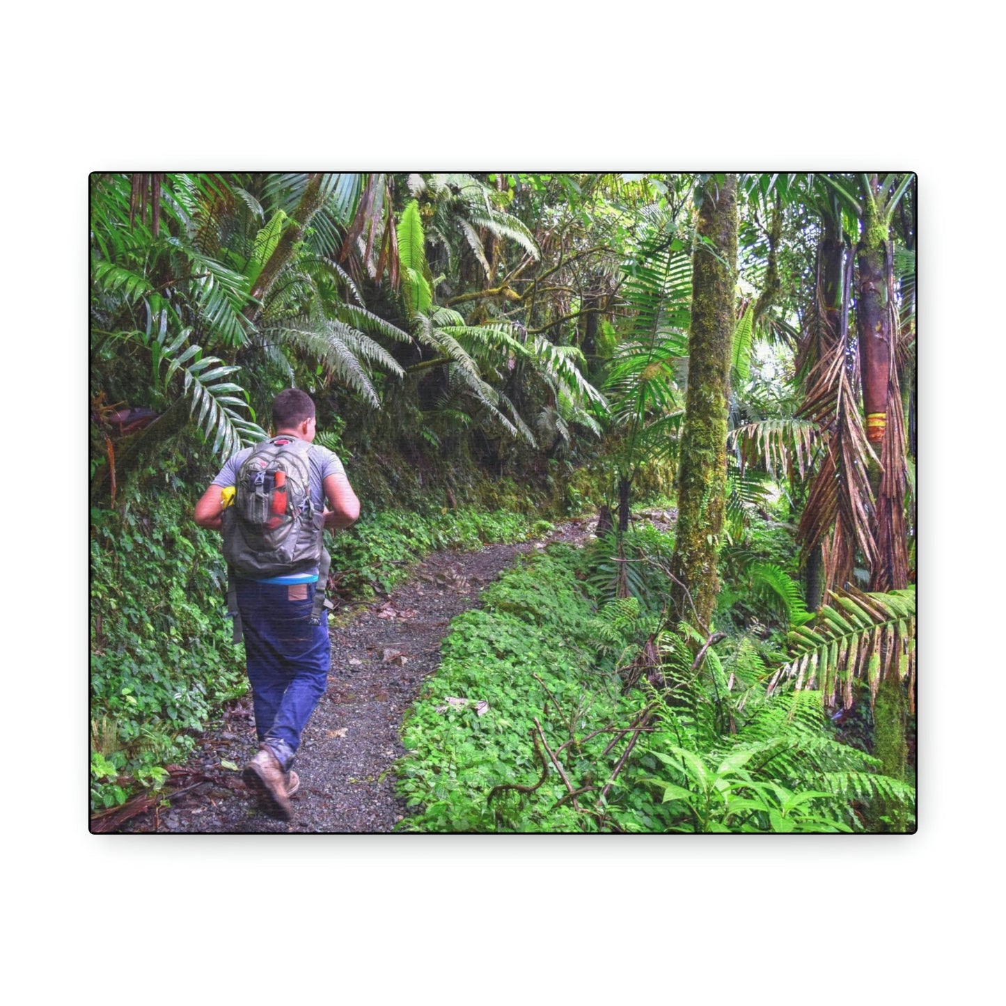 US NATIONAL PARKS - SMALL Canvas Gallery Wraps - Made in USA - Deep forest explorations - Jose up El Yunque trail - a rainforest in Puerto Rico - Green Forest Home