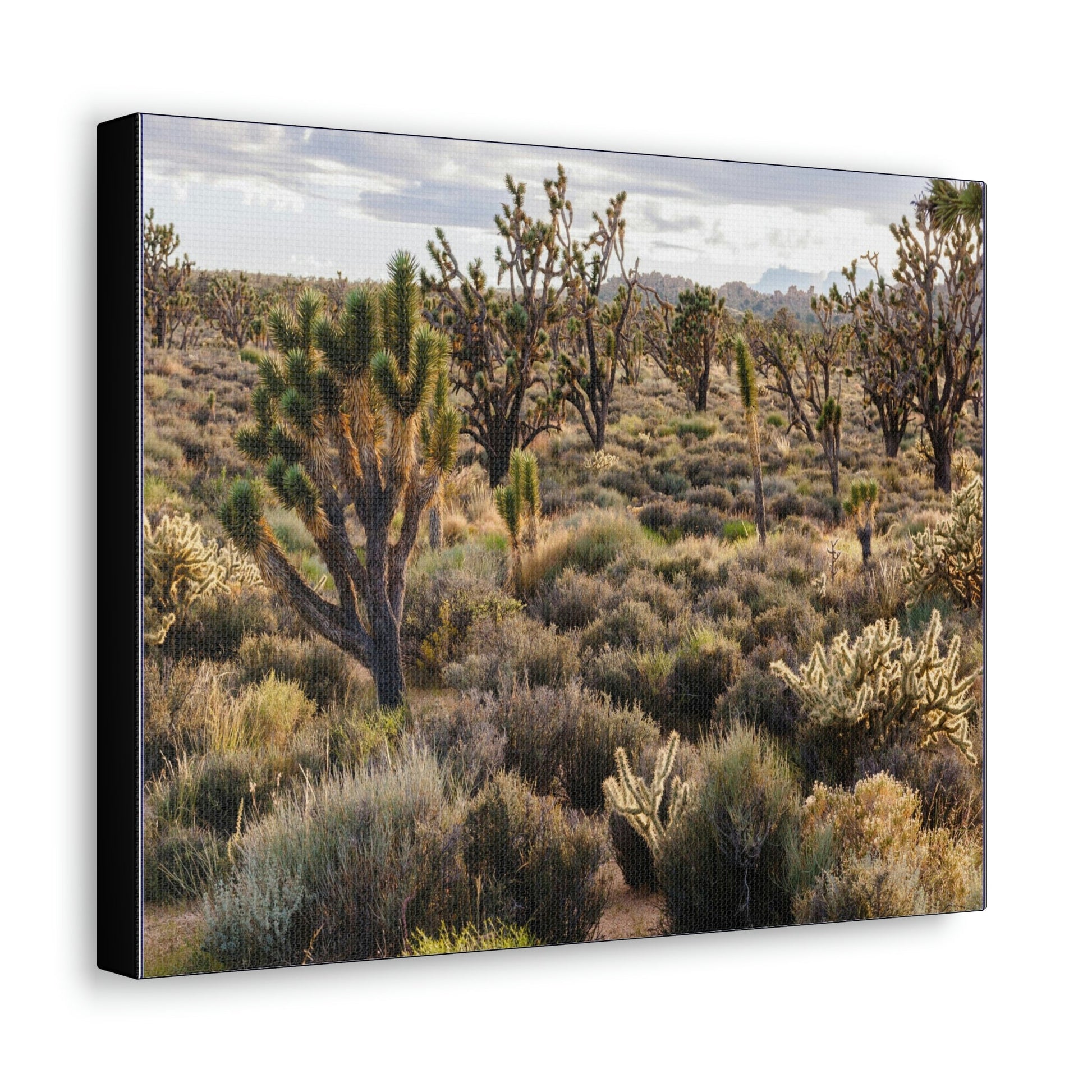 US STATE PARKS - SMALL Canvas Gallery Wraps - High desert landscape in Anza Borrego Desert State Park - California - be sure to BRING WATER! - Green Forest Home