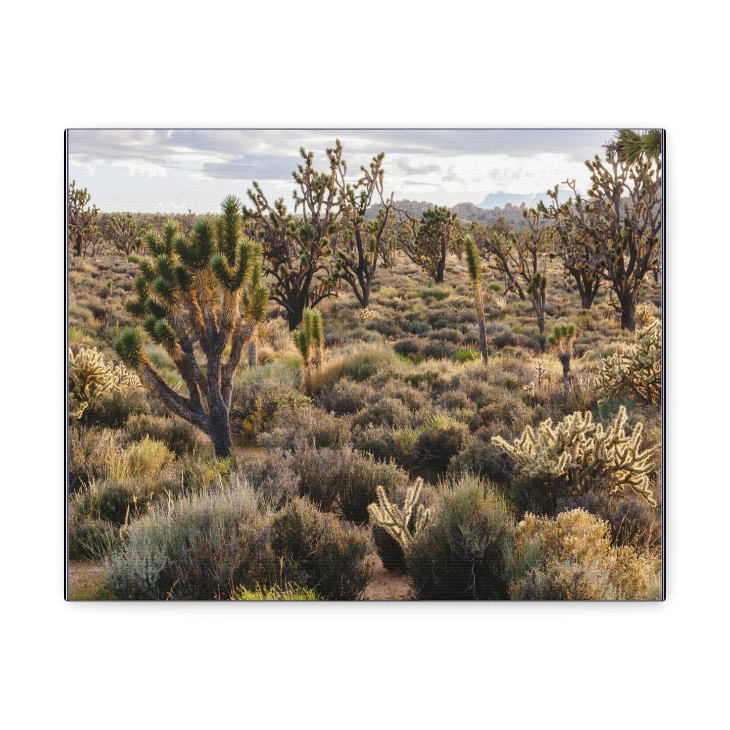 US STATE PARKS - SMALL Canvas Gallery Wraps - High desert landscape in Anza Borrego Desert State Park - California - be sure to BRING WATER! - Green Forest Home