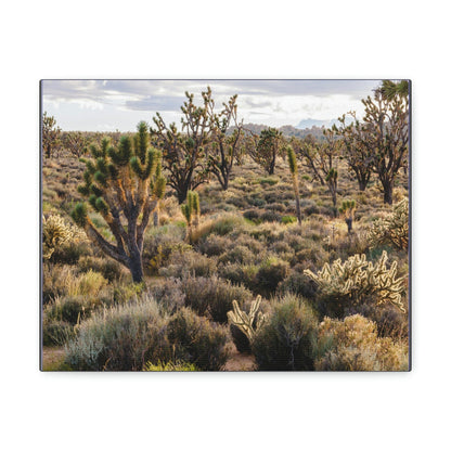 US STATE PARKS - SMALL Canvas Gallery Wraps - High desert landscape in Anza Borrego Desert State Park - California - be sure to BRING WATER! - Green Forest Home