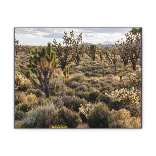 US STATE PARKS - SMALL Canvas Gallery Wraps - High desert landscape in Anza Borrego Desert State Park - California - be sure to BRING WATER! - Green Forest Home