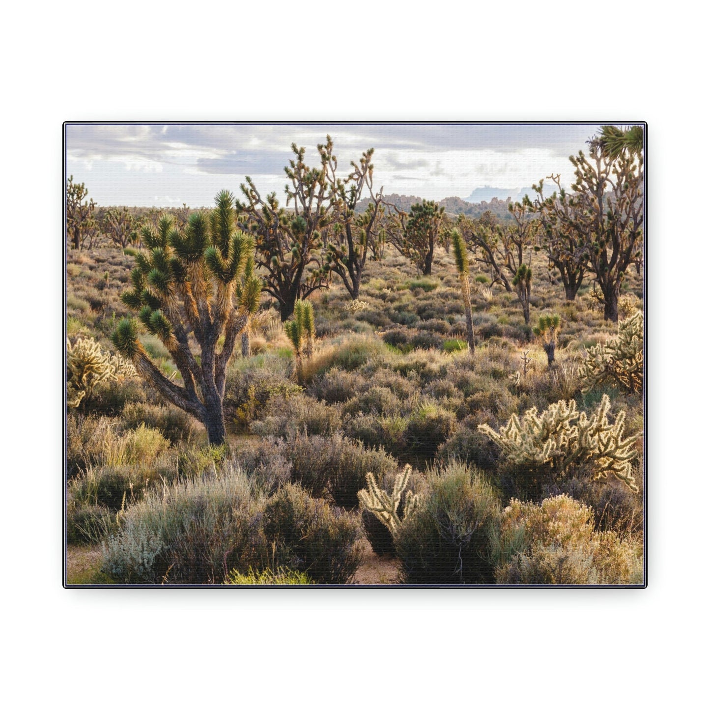 US STATE PARKS - SMALL Canvas Gallery Wraps - High desert landscape in Anza Borrego Desert State Park - California - be sure to BRING WATER! - Green Forest Home