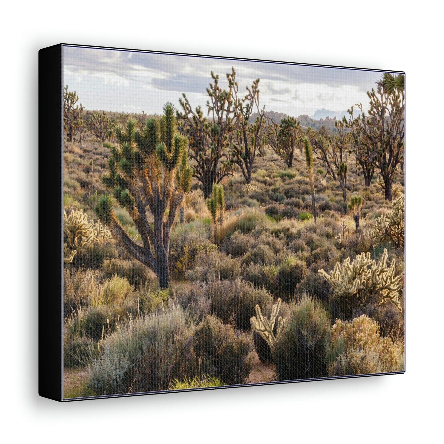 US STATE PARKS - SMALL Canvas Gallery Wraps - High desert landscape in Anza Borrego Desert State Park - California - be sure to BRING WATER! - Green Forest Home