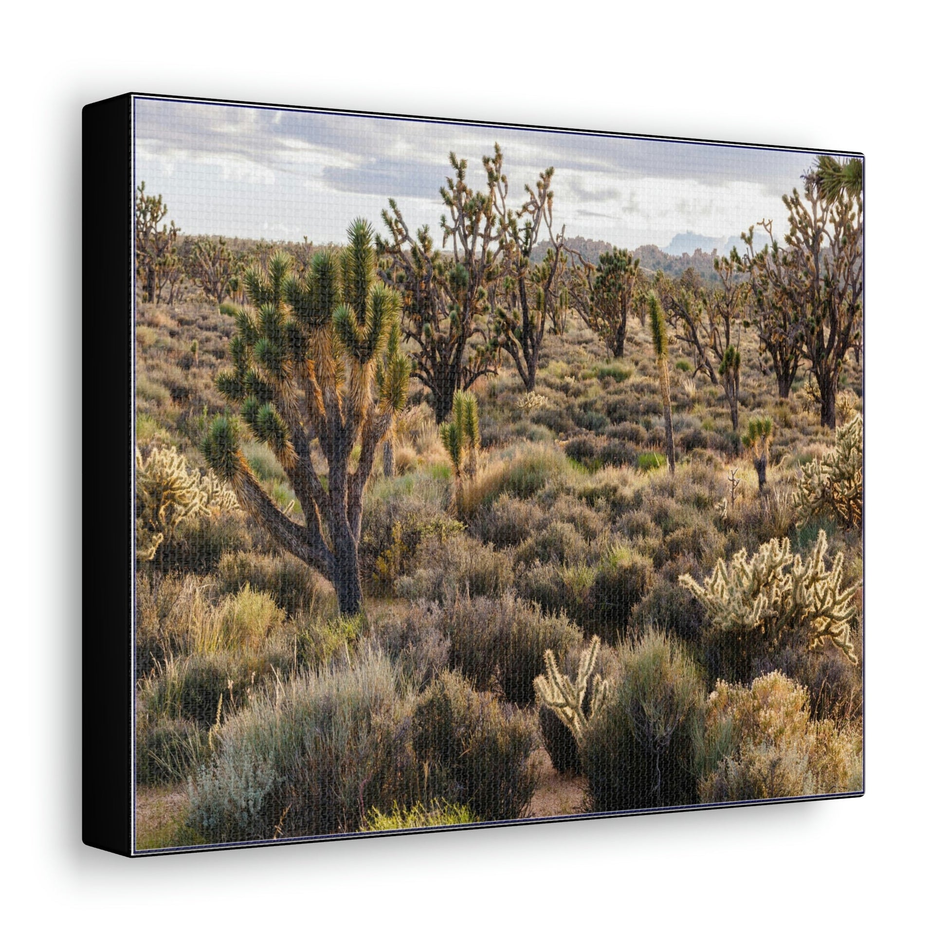 US STATE PARKS - SMALL Canvas Gallery Wraps - High desert landscape in Anza Borrego Desert State Park - California - be sure to BRING WATER! - Green Forest Home
