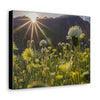 US STATE PARKS - SMALL Canvas Gallery Wraps - Sunset landscape in Anza Borrego Desert State Park during a spring super bloom, California - Green Forest Home