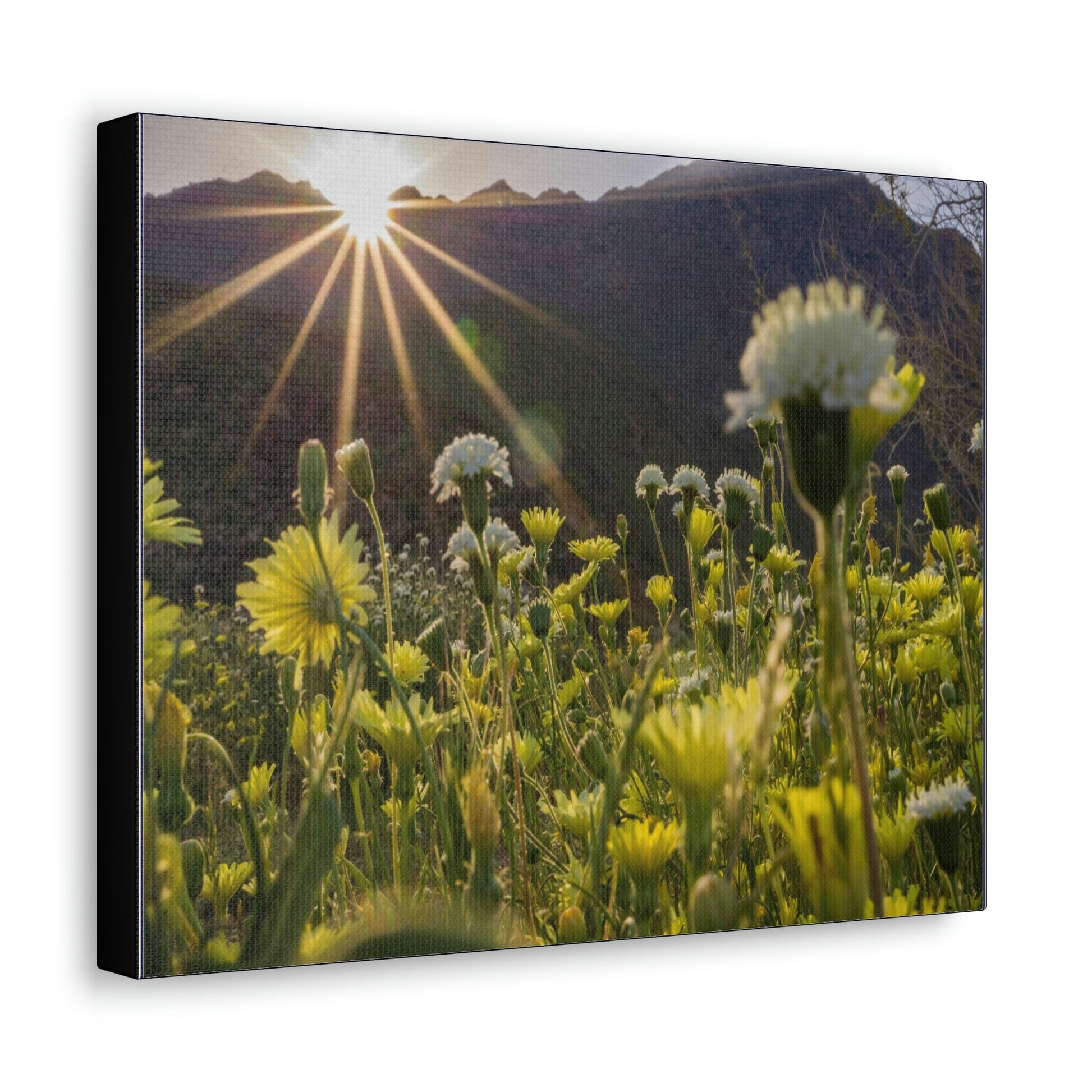 US STATE PARKS - SMALL Canvas Gallery Wraps - Sunset landscape in Anza Borrego Desert State Park during a spring super bloom, California - Green Forest Home