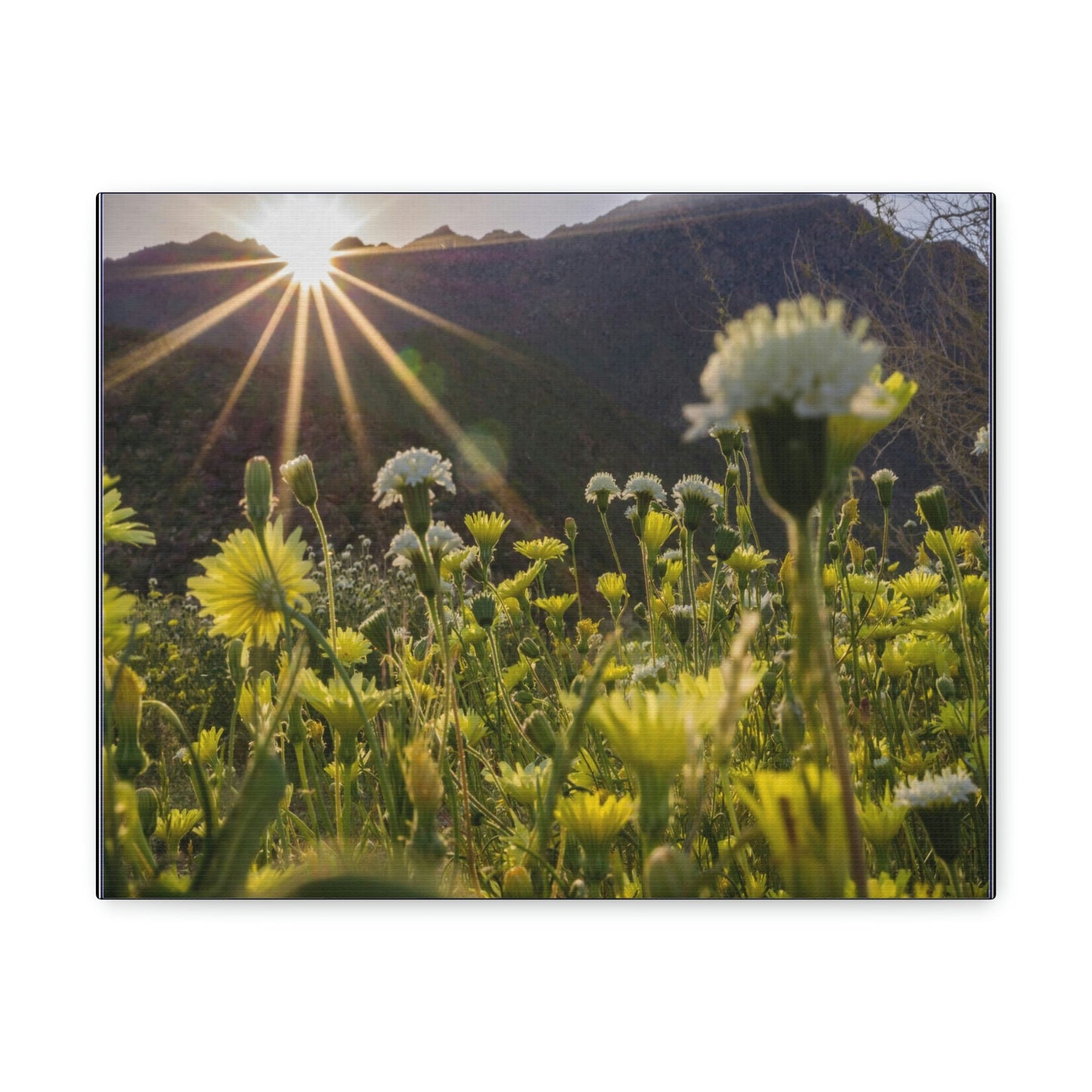 US STATE PARKS - SMALL Canvas Gallery Wraps - Sunset landscape in Anza Borrego Desert State Park during a spring super bloom, California - Green Forest Home