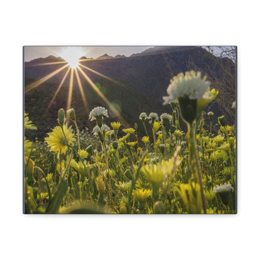 US STATE PARKS - SMALL Canvas Gallery Wraps - Sunset landscape in Anza Borrego Desert State Park during a spring super bloom, California - Green Forest Home