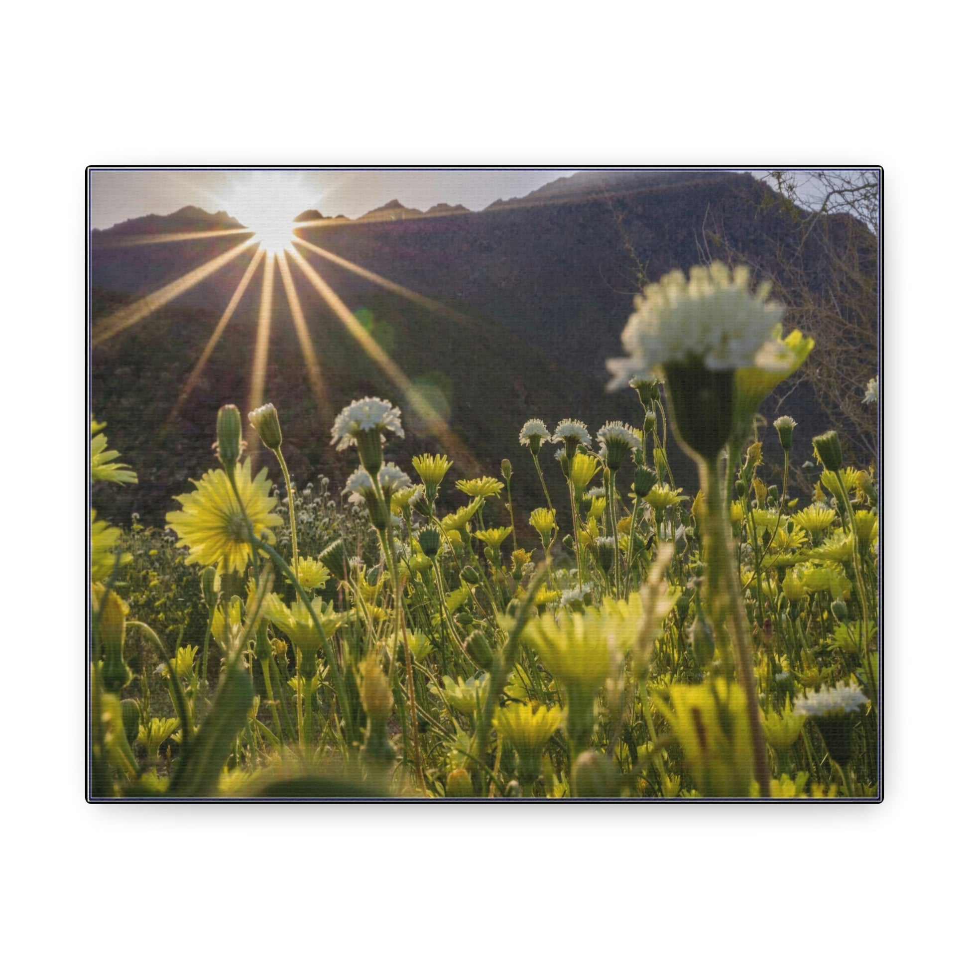 US STATE PARKS - SMALL Canvas Gallery Wraps - Sunset landscape in Anza Borrego Desert State Park during a spring super bloom, California - Green Forest Home