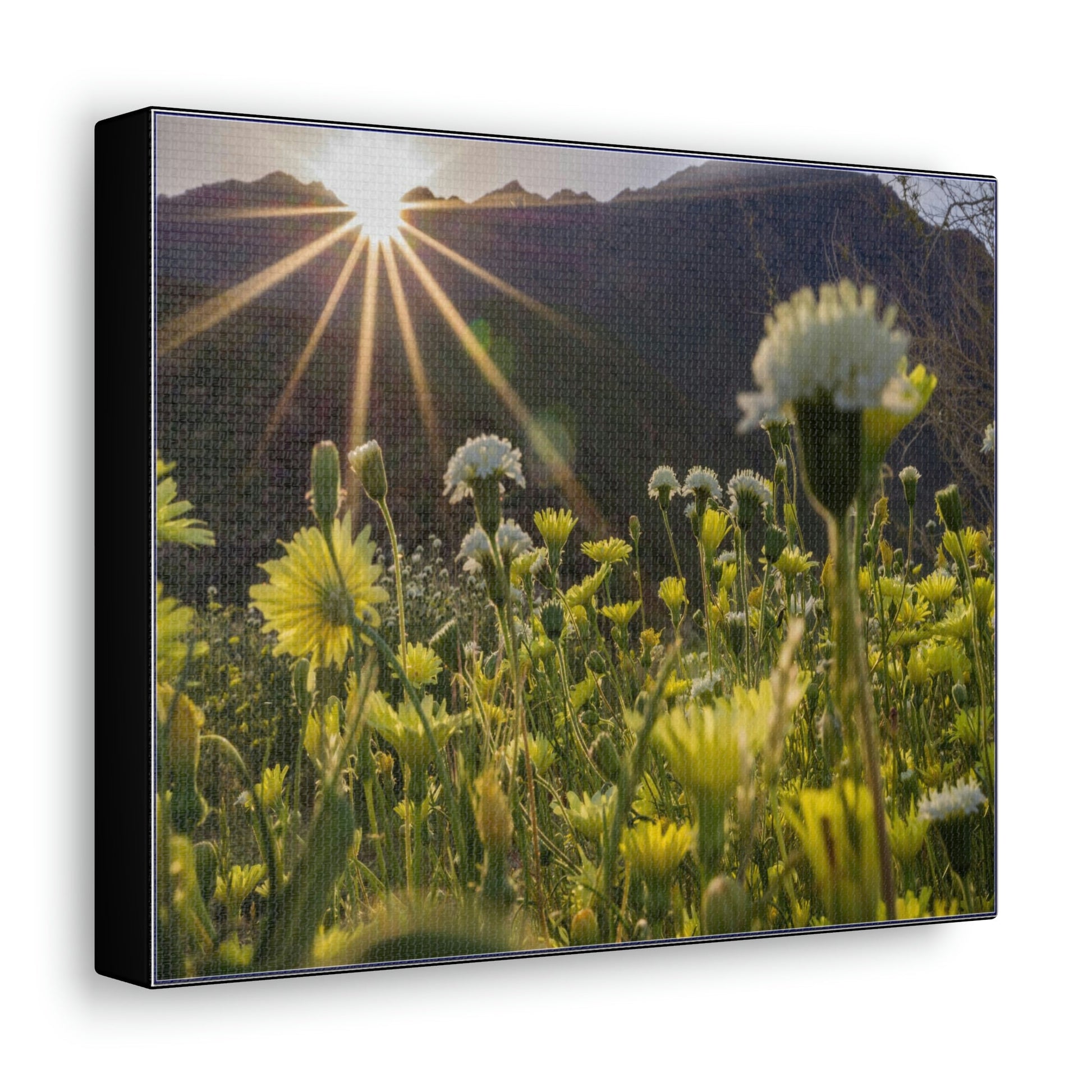 US STATE PARKS - SMALL Canvas Gallery Wraps - Sunset landscape in Anza Borrego Desert State Park during a spring super bloom, California - Green Forest Home