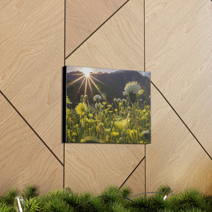 US STATE PARKS - SMALL Canvas Gallery Wraps - Sunset landscape in Anza Borrego Desert State Park during a spring super bloom, California - Green Forest Home