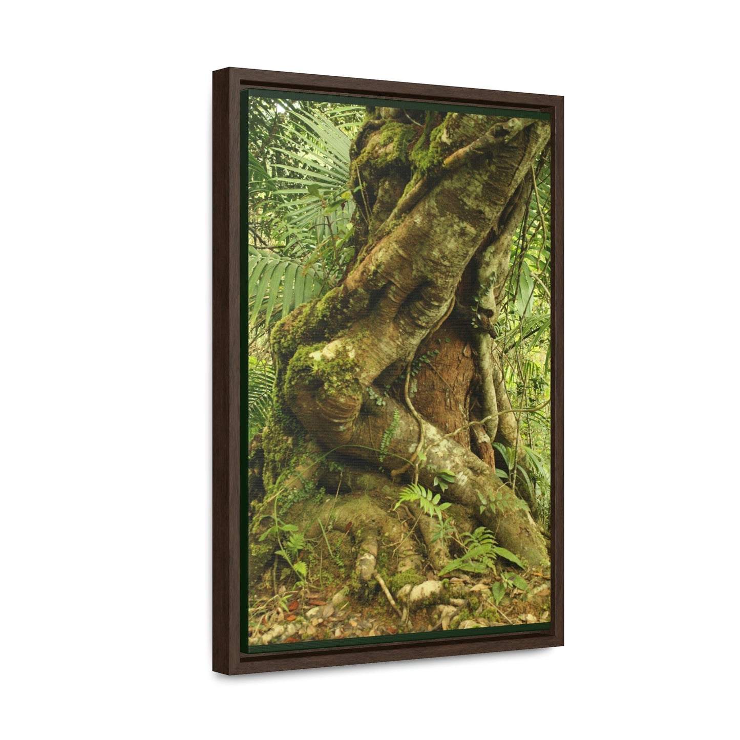 Vertical Framed Premium Gallery Wrap Canvas - Parasite tree grows over a Palo Colorado (Red tree) in the early Tradewinds trail - Green Forest Home