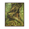 Vertical Framed Premium Gallery Wrap Canvas - Parasite tree grows over a Palo Colorado (Red tree) in the early Tradewinds trail - Green Forest Home