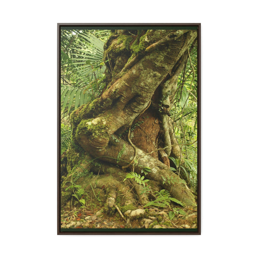 Vertical Framed Premium Gallery Wrap Canvas - Parasite tree grows over a Palo Colorado (Red tree) in the early Tradewinds trail - Green Forest Home
