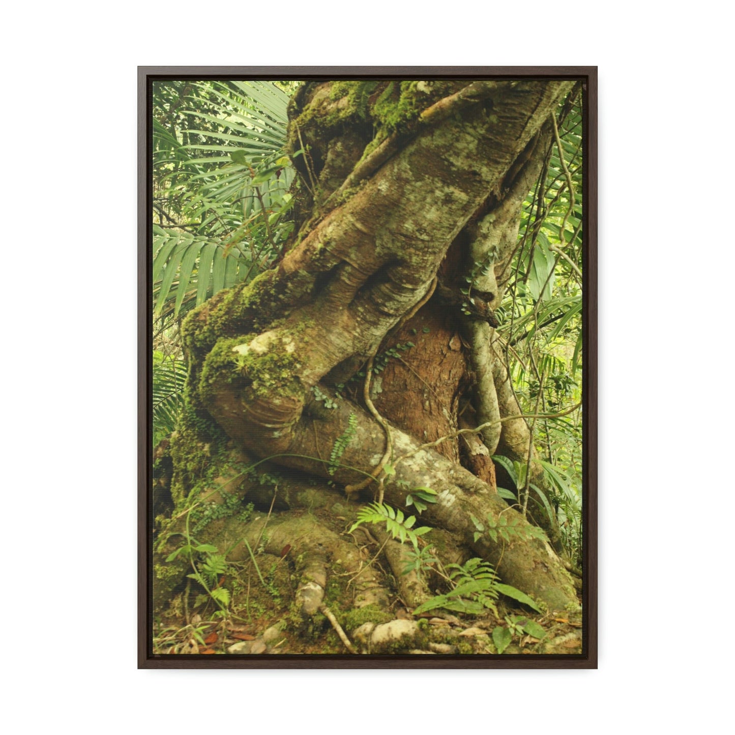 Vertical Framed Premium Gallery Wrap Canvas - Parasite tree grows over a Palo Colorado (Red tree) in the early Tradewinds trail - Green Forest Home