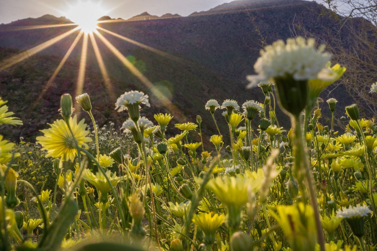 Wallpaper - Anza Borrego Desert State Park during a spring super bloom, California - Easy Peel & Stick - Green Forest Home
