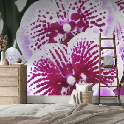 Wallpaper - Awesome tropical Orchids in Isabela Puerto Rico - Green Forest Home