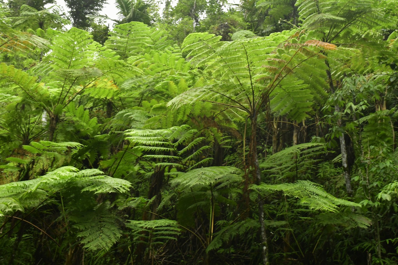 Wallpaper - Deep Forest in El Yunque Rainforest - The Fern Palm Forest - Multiple Sizes - PUERTO RICO - EASY Peel and Stick - Green Forest Home