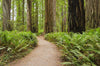 Wallpaper - Redwood National and State Parks near Crescent City, California USA - Easy Peel & Stick - Green Forest Home