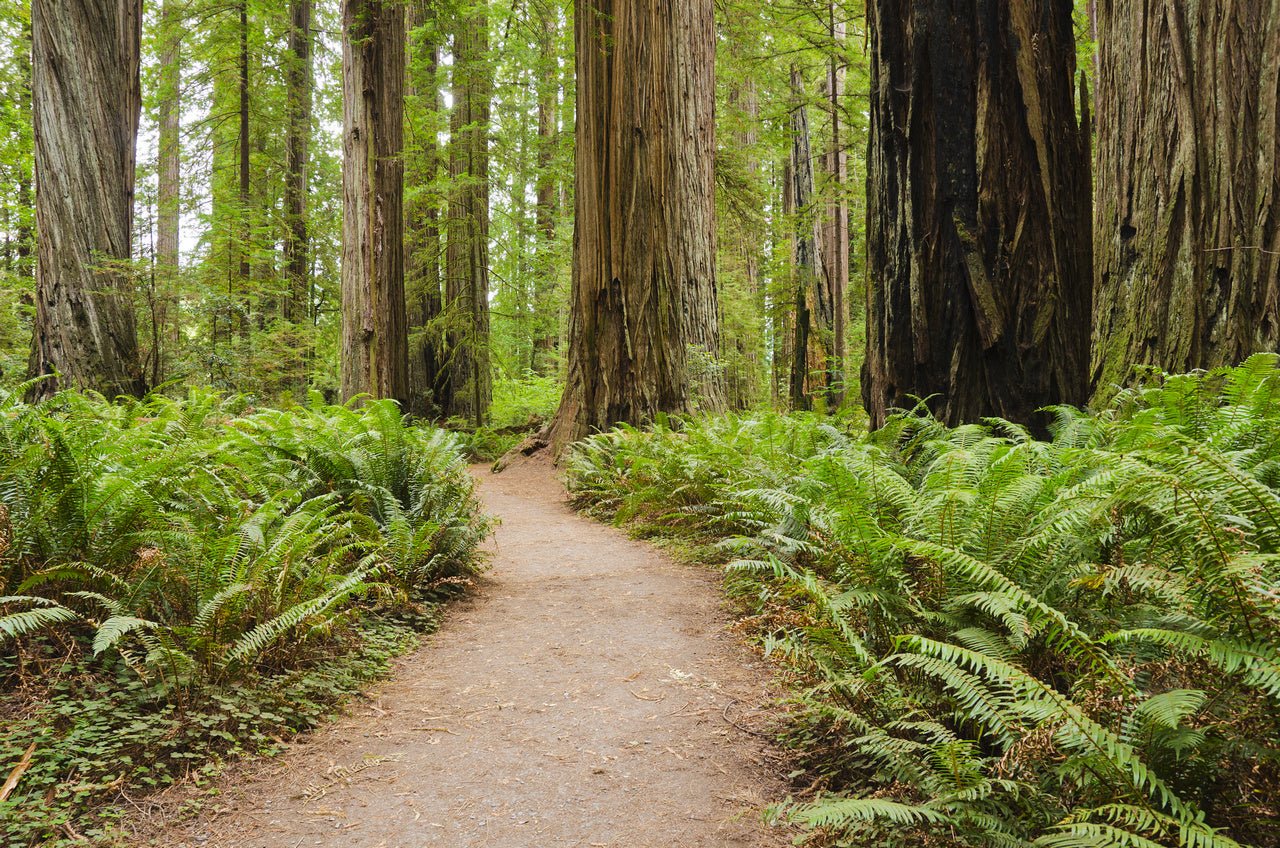 Wallpaper - Redwood National and State Parks near Crescent City, California USA - Easy Peel & Stick - Green Forest Home
