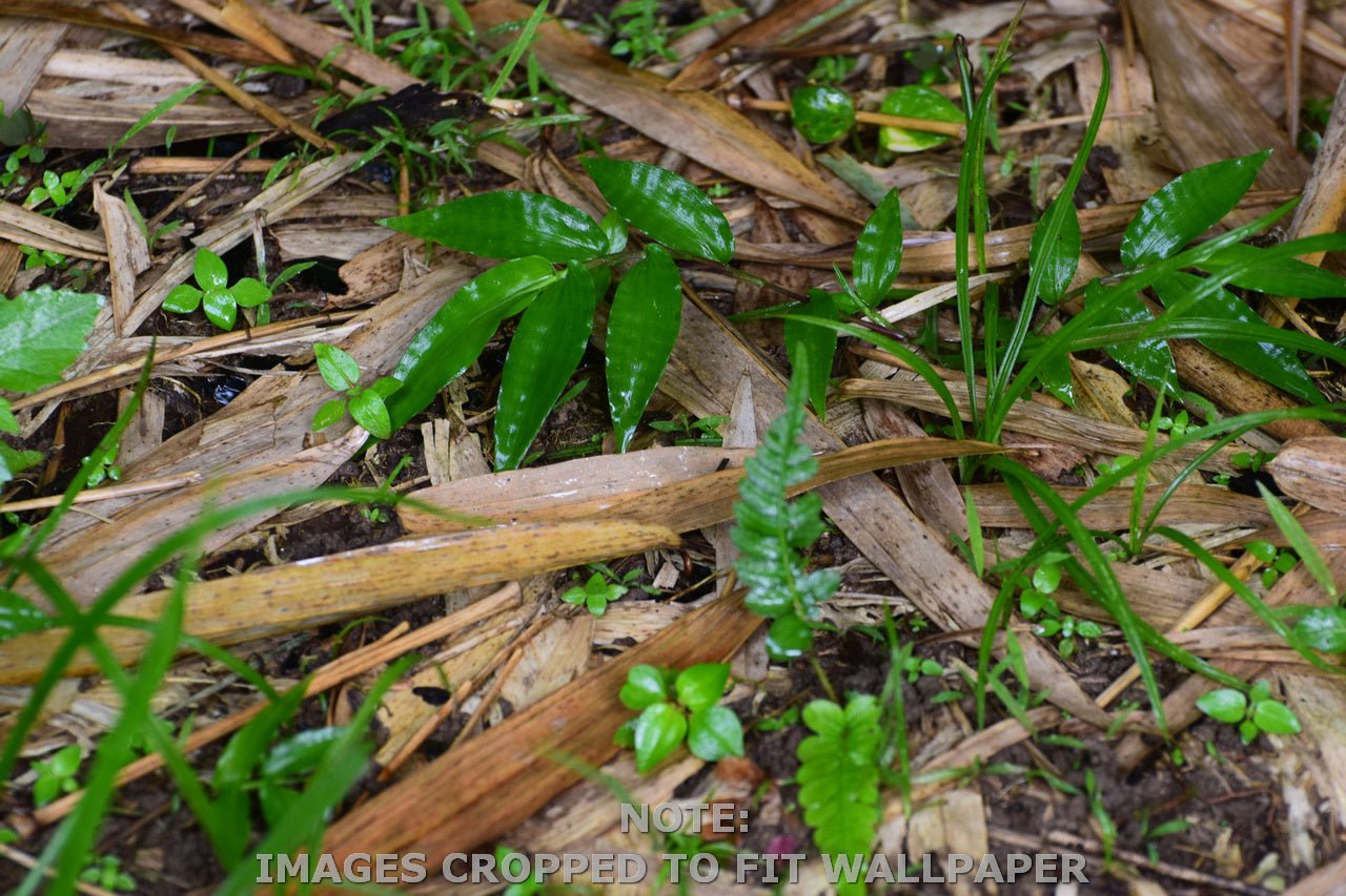 Wallpaper - Tropical Bamboo Leaves and Foliage - El Yunque Rainforest Puerto Rico - Easy Peel & Stick - Green Forest Home