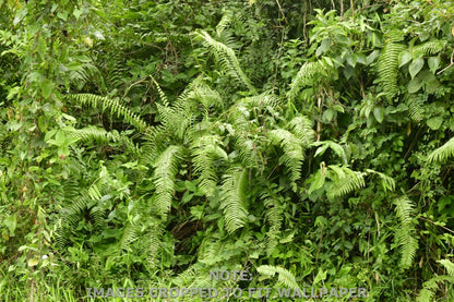 Wallpaper - Tropical Ferns and Foliage - Multiple Sizes - El Yunque Rainforest Puerto Rico - Easy Peel & Stick - Green Forest Home